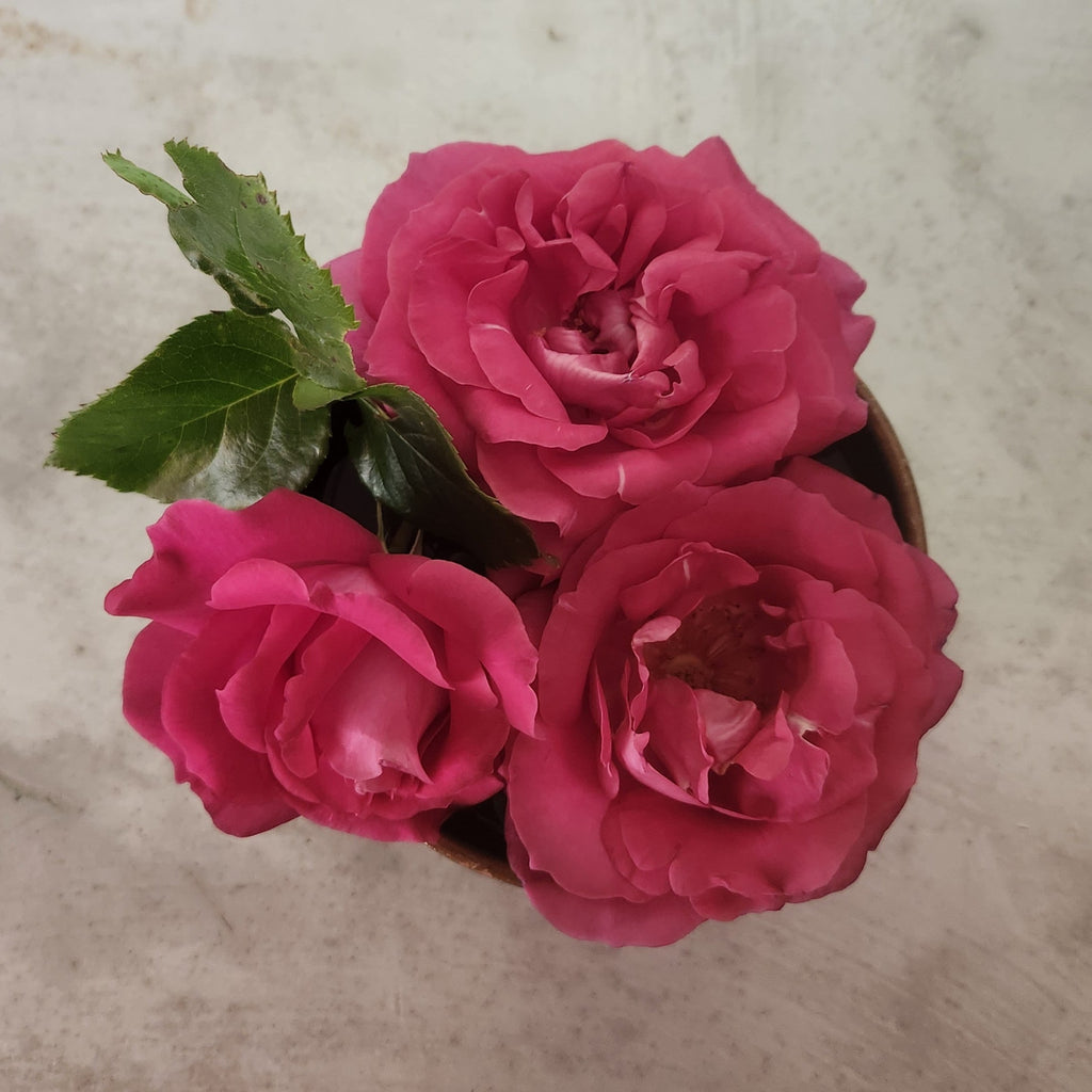 Mois de la Rose